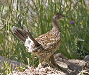 Dusky Grouse